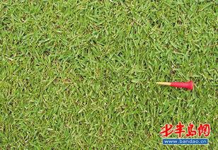 草国产,探寻自然与文化的交融之地